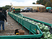 Cabbage Unload Conveyer Cabbage Unload Conveyer