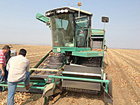 Harvester in the Onion Field