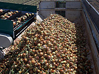Harvesting Onions