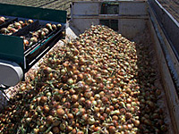 Harvesting Onions Harvesting Onions