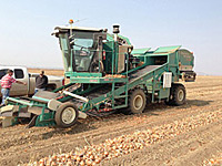 Onion Field Harvester Onion Field Harvester