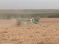 Onion Field