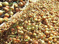 Onions Onions