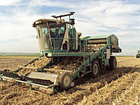 SP-160 in the Onion Field